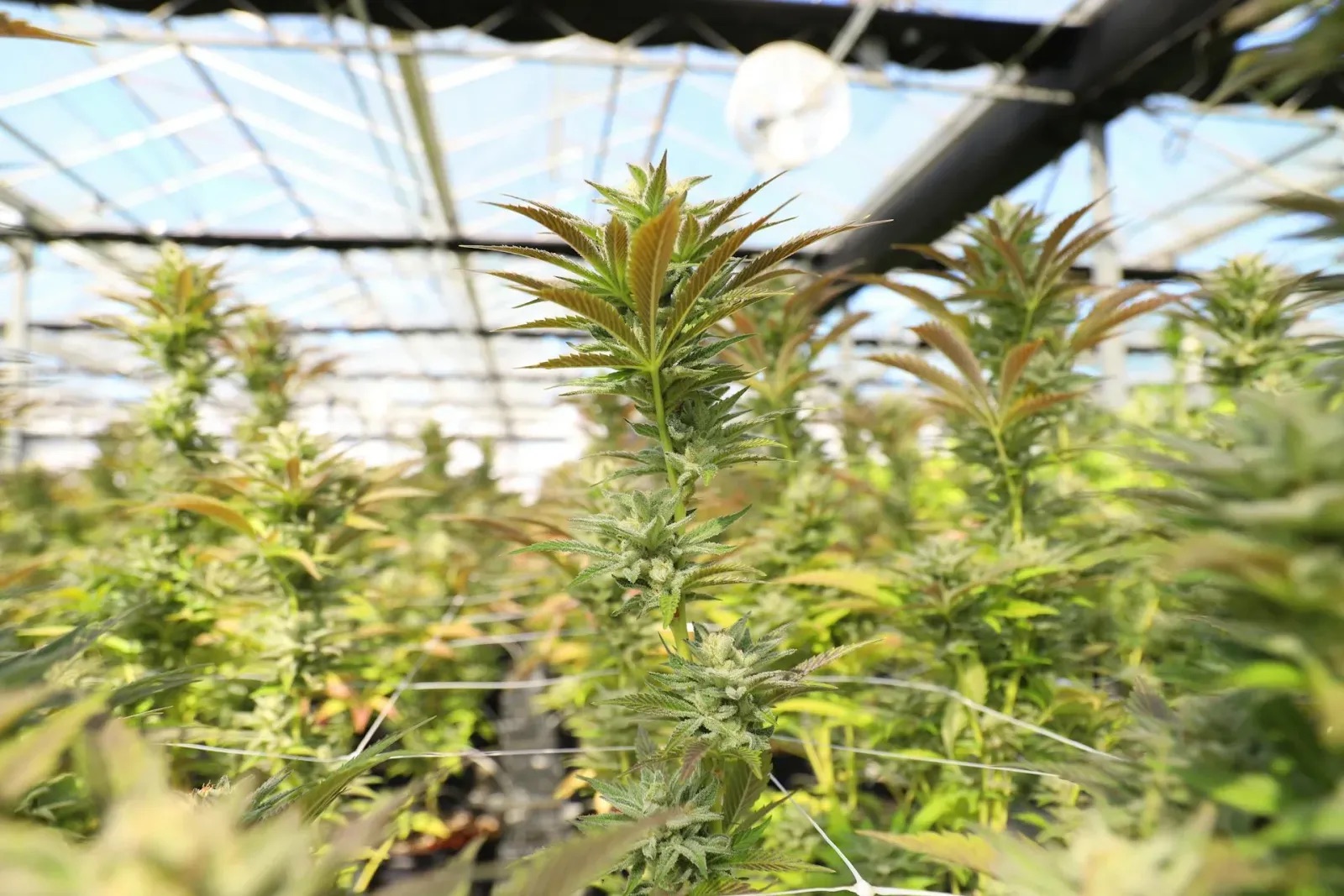 Cannabis plants growing inside a greenhouse